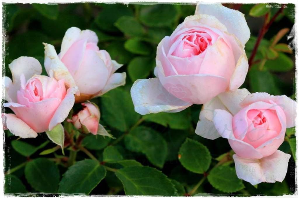 Róże parkowe w ogrodzie 30a Róże parkowe w ogrodzie 30a