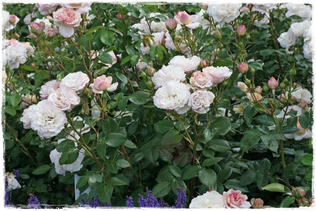 Róże parkowe w ogrodzie 40 Róże parkowe w ogrodzie 40