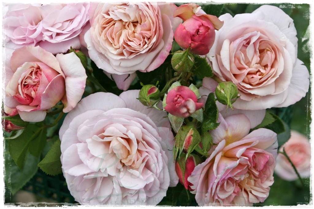 Róże parkowe w ogrodzie 40a Róże parkowe w ogrodzie 40a