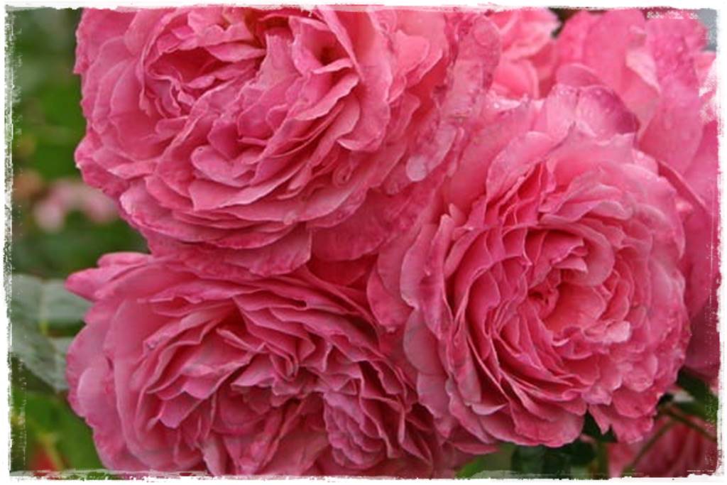 Róże parkowe w ogrodzie 50a Róże parkowe w ogrodzie 50a