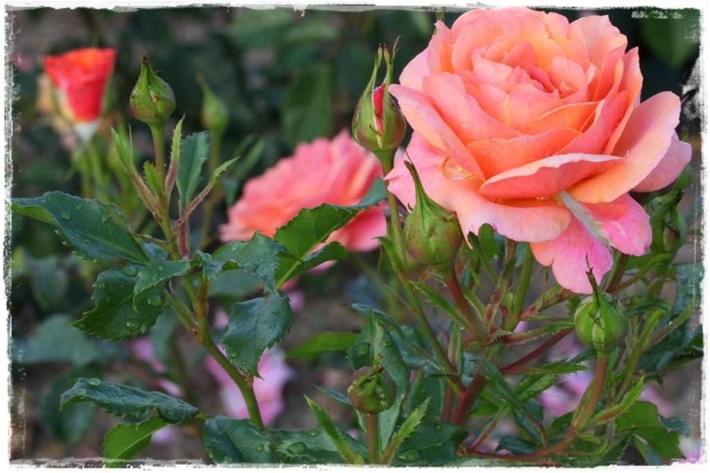 Róże parkowe w ogrodzie 60 Róże parkowe w ogrodzie 60