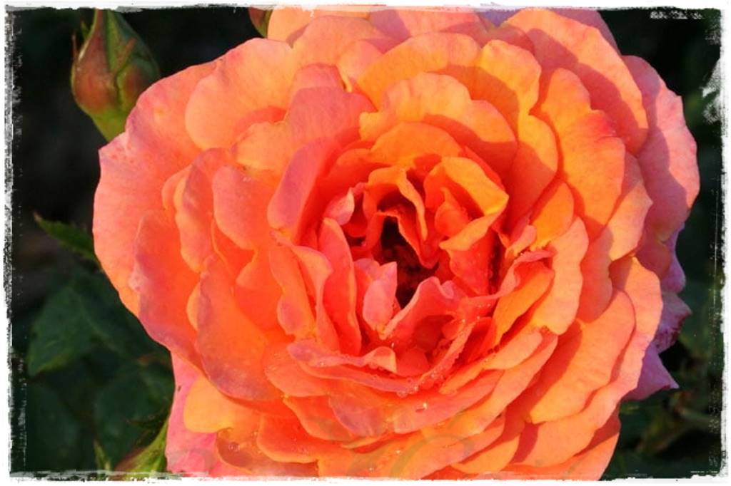 Róże parkowe w ogrodzie 60a Róże parkowe w ogrodzie 60a