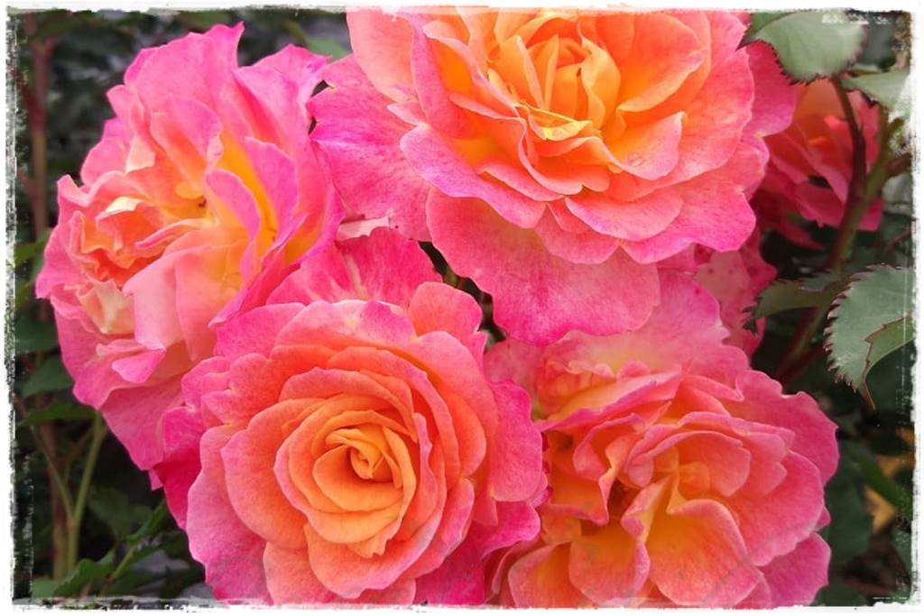 Róże parkowe w ogrodzie 70a Róże parkowe w ogrodzie 70a