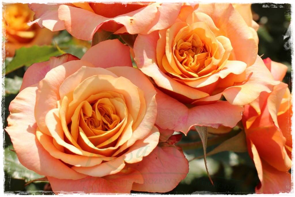 Róże parkowe w ogrodzie 80