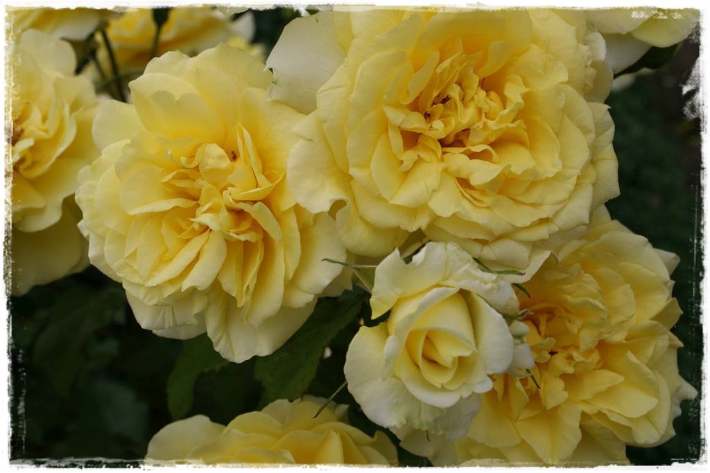 Róże parkowe w ogrodzie 90 Róże parkowe w ogrodzie 90