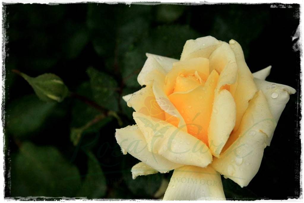 Róże parkowe w ogrodzie 90a Róże parkowe w ogrodzie 90a