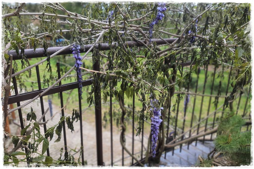 naturalny środek grzybobójczy 1