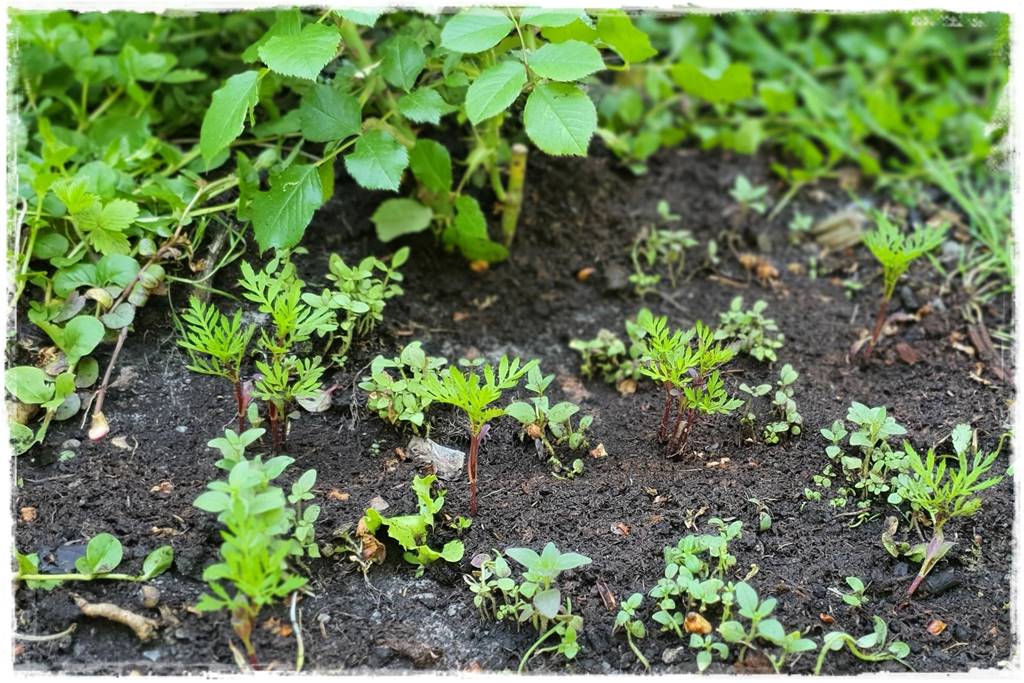 naturalny środek grzybobójczy 14