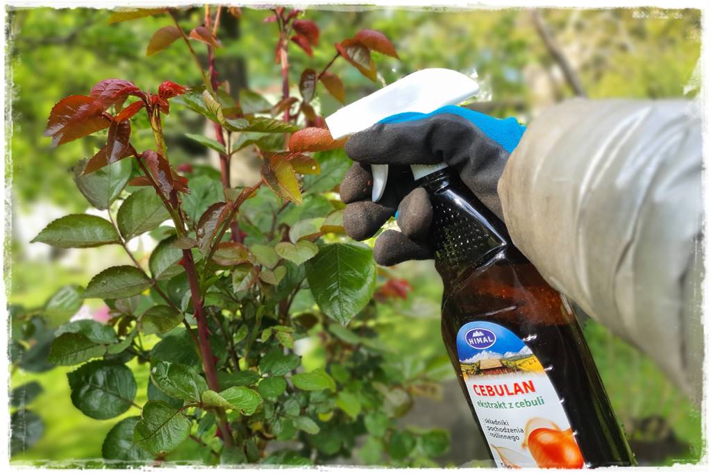 naturalny środek grzybobójczy 17