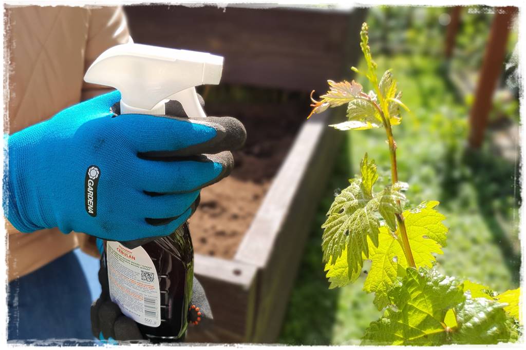 naturalny środek grzybobójczy 18