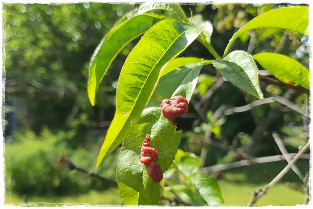 naturalny środek grzybobójczy 2
