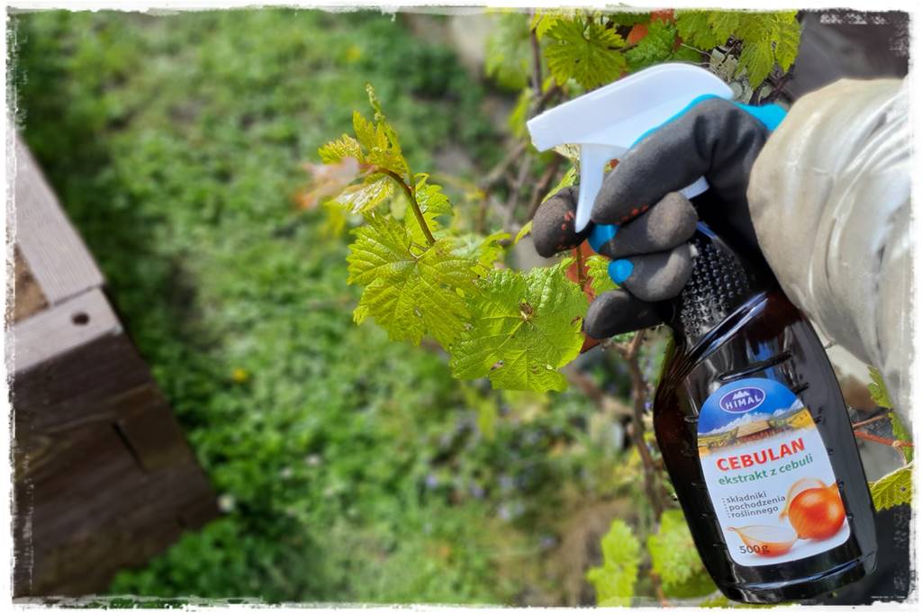 naturalny środek grzybobójczy 25