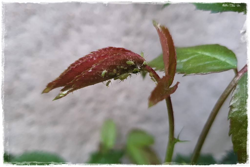 naturalny środek grzybobójczy 3