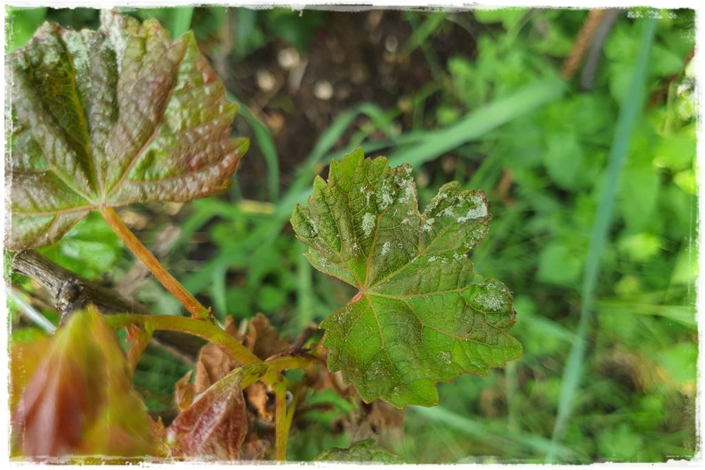 naturalny środek grzybobójczy 4
