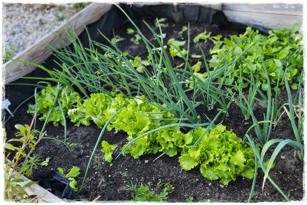 naturalny środek grzybobójczy 9