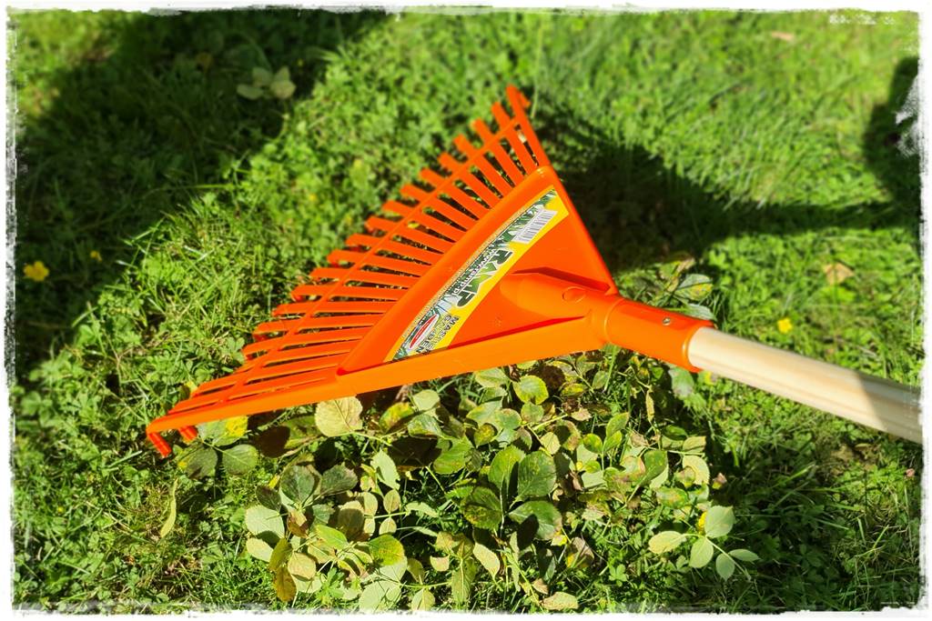 Choroby róż 27 Choroby róż 27