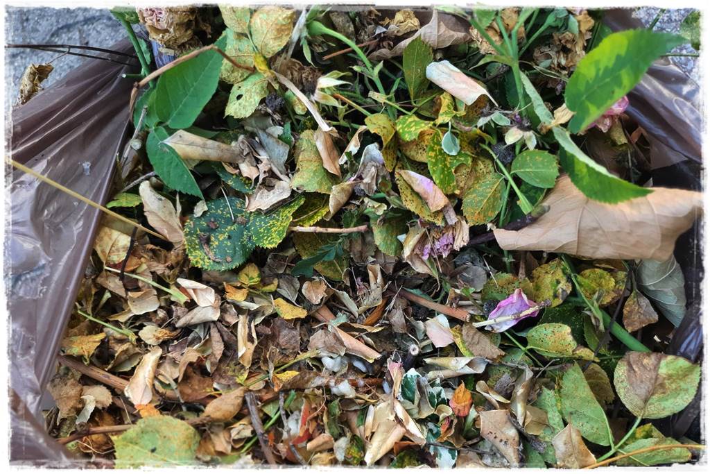 Choroby róż 28 Choroby róż 28