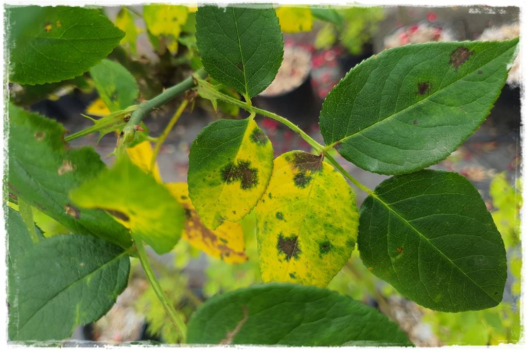 Choroby róż 3 Choroby róż 3