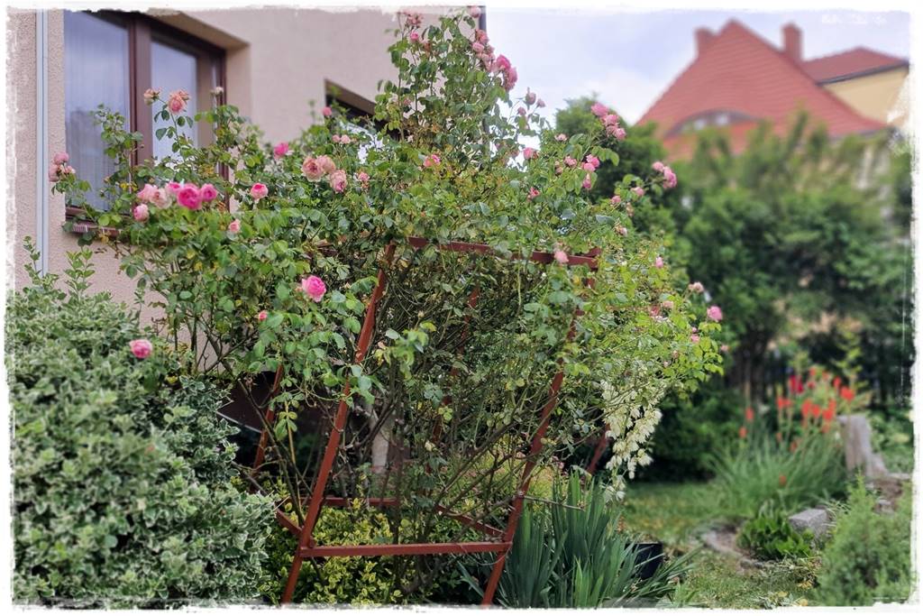 Choroby róż 33 Choroby róż 33