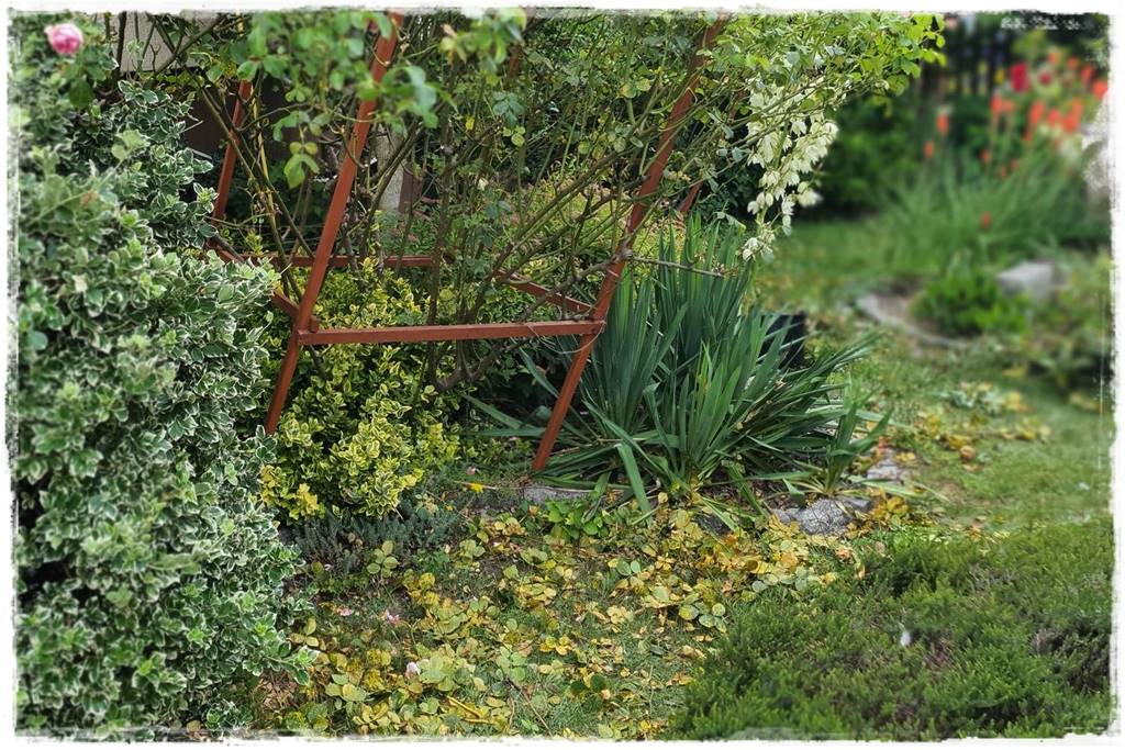 Choroby róż 34 Choroby róż 34