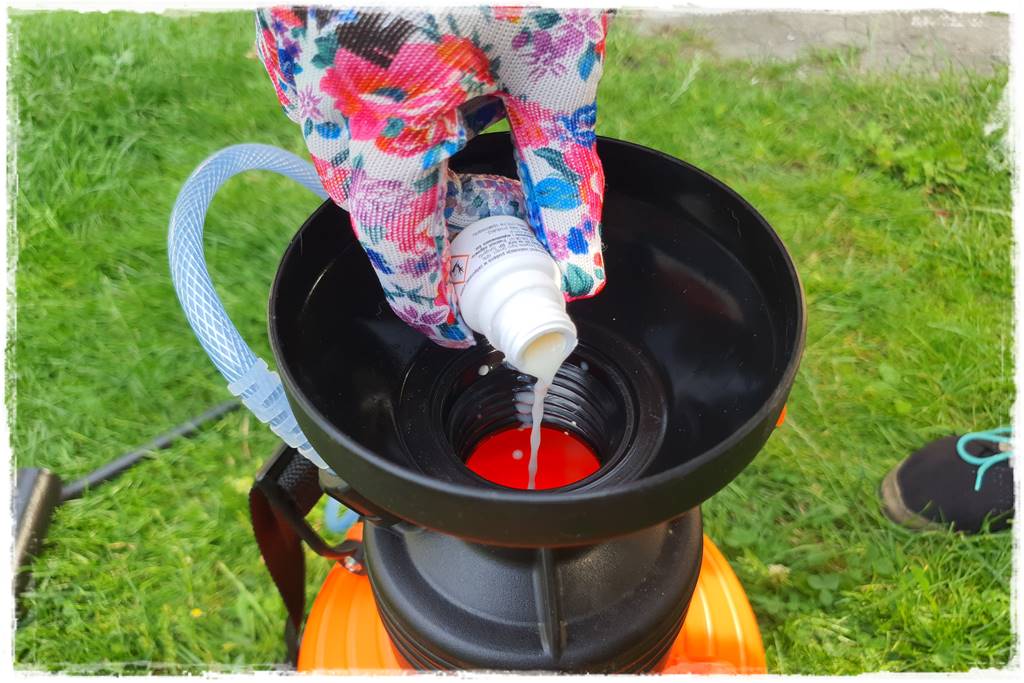 Choroby róż 36 Choroby róż 36