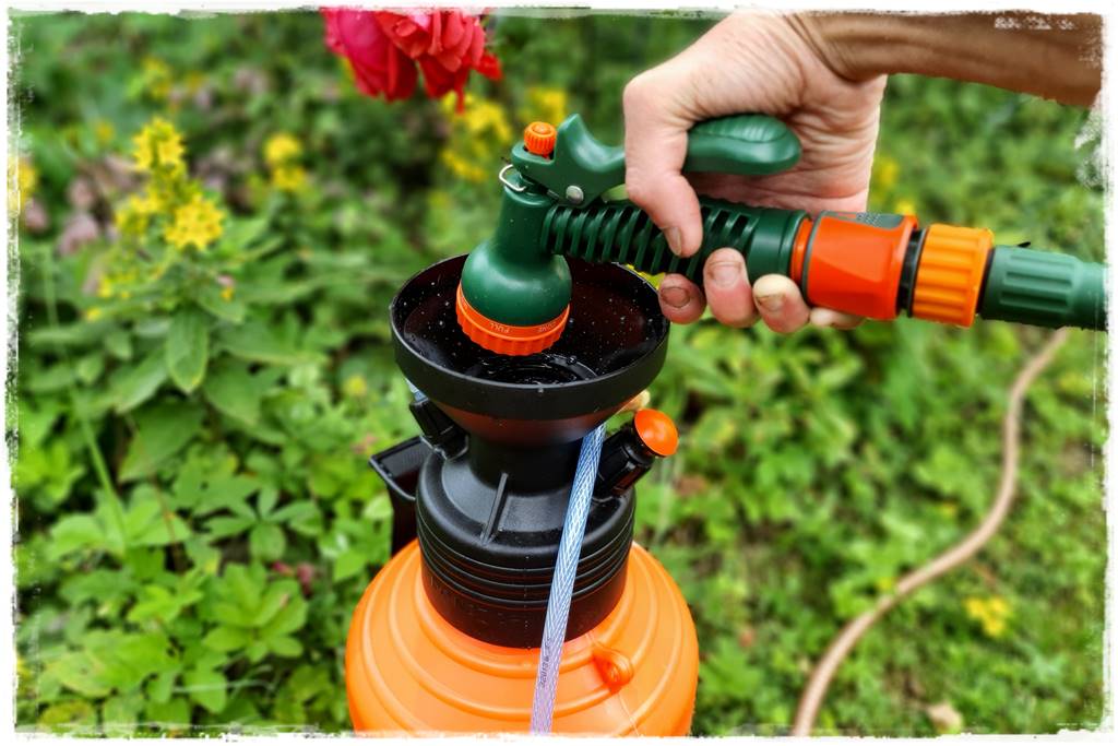 Choroby róż 37 Choroby róż 37