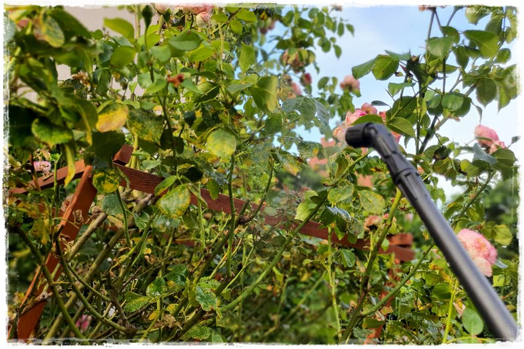 Choroby róż 38 Choroby róż 38