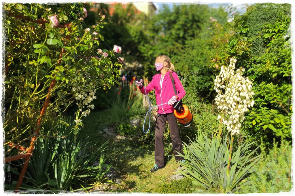 Choroby róż 39 Choroby róż 39