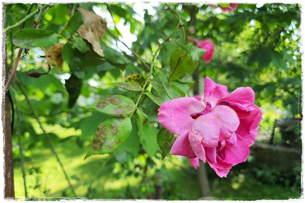 Choroby róż 4 Choroby róż 4