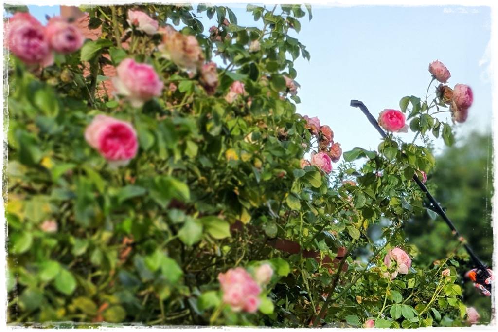 Choroby róż 40 Choroby róż 40