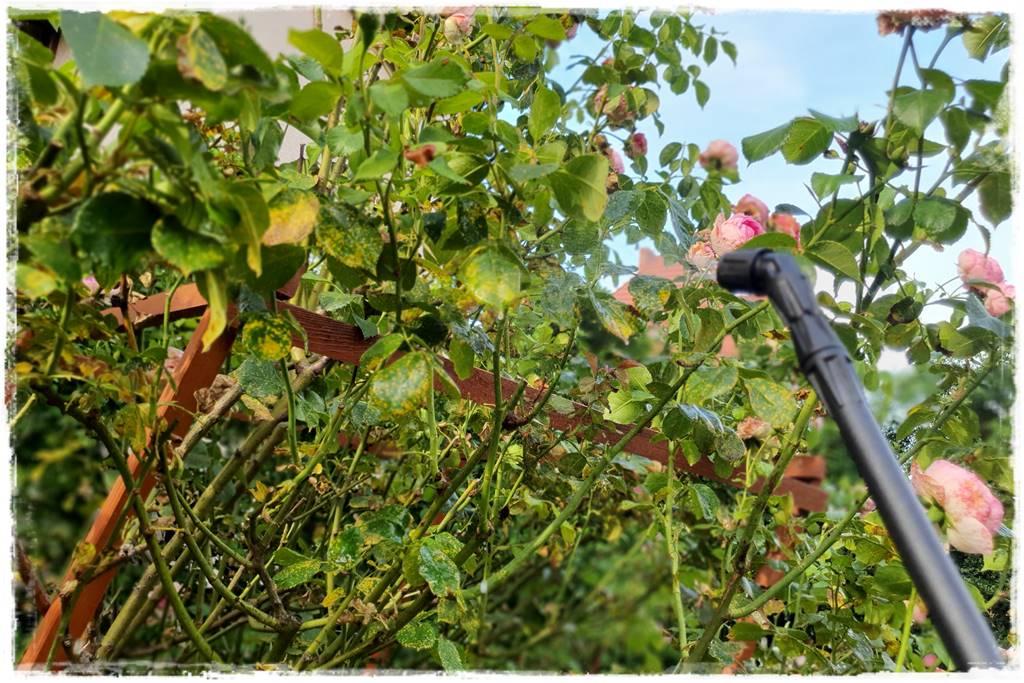 Choroby róż 41 Choroby róż 41