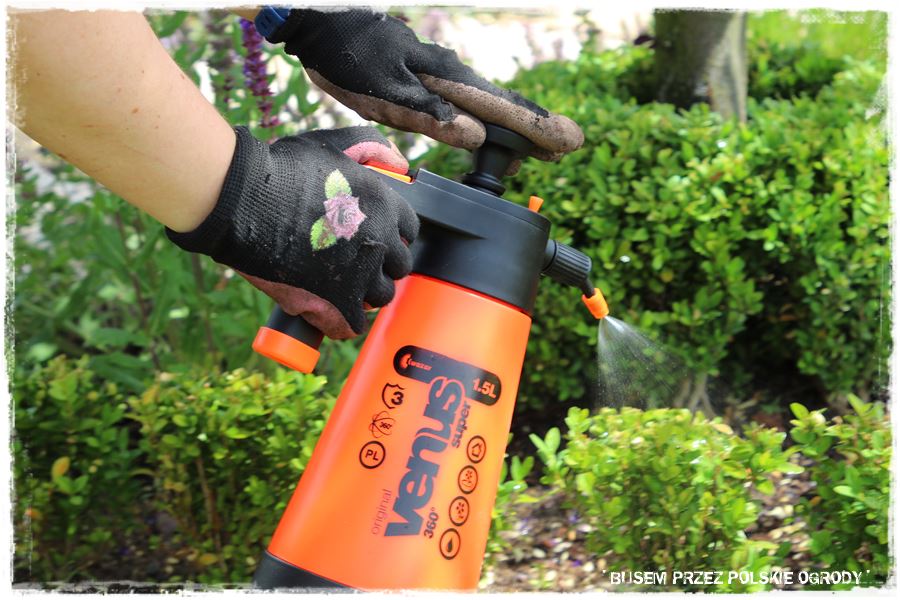 Choroby róż 42 Choroby róż 42