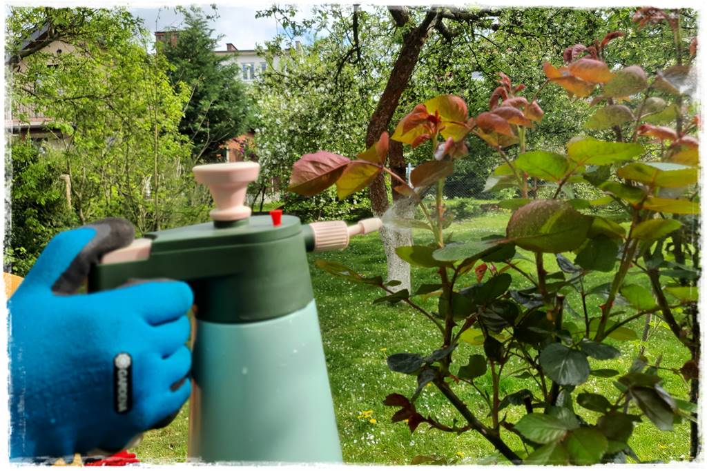 Choroby róż 43 Choroby róż 43