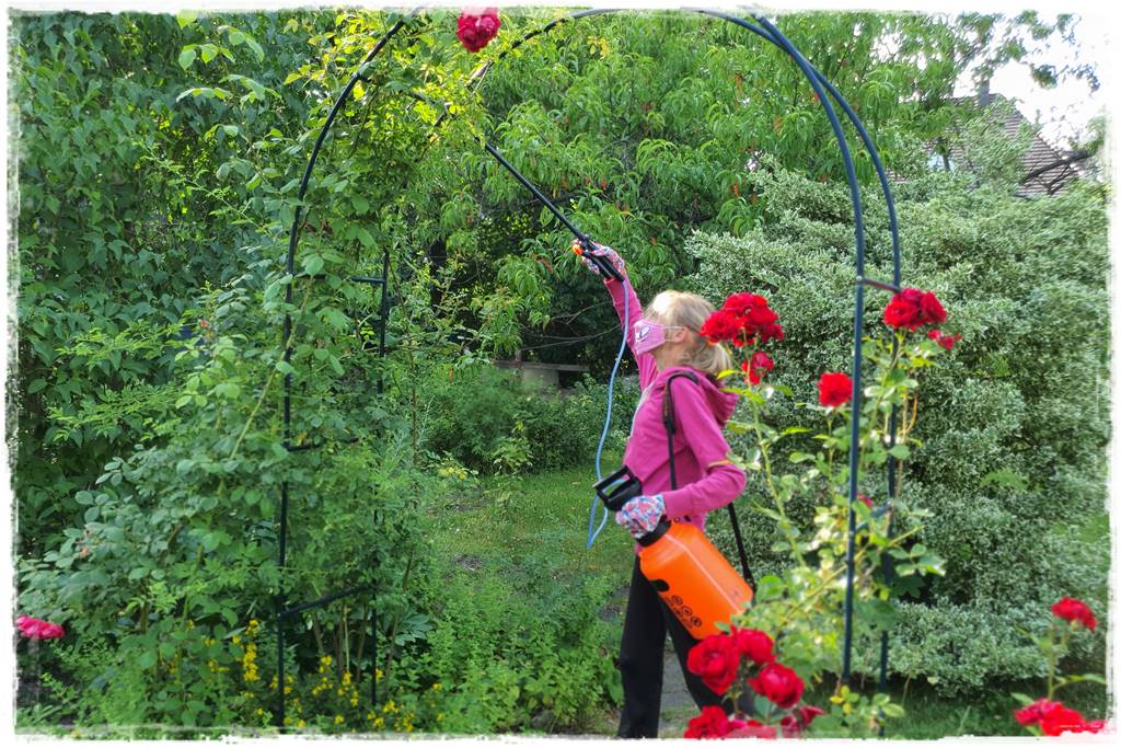 Choroby róż 48 Choroby róż 48