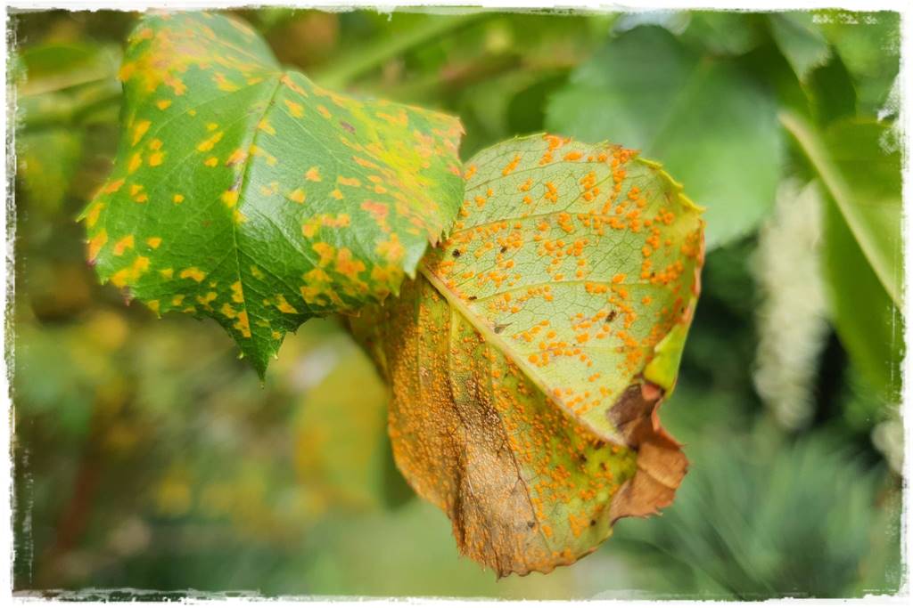 Choroby róż 5 Choroby róż 5