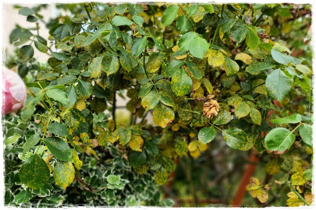 Choroby róż 6 Choroby róż 6