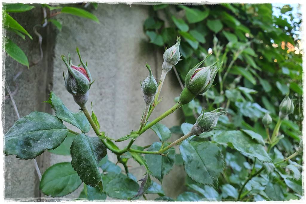 Choroby róż 8 Choroby róż 8