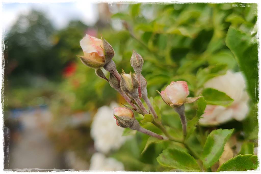 Choroby róż 9 Choroby róż 9