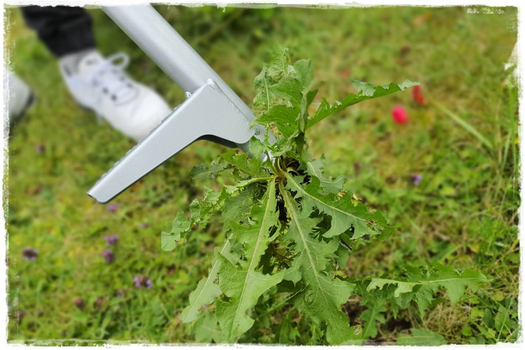 Jak pozbyć się mleczy z trawnika 37