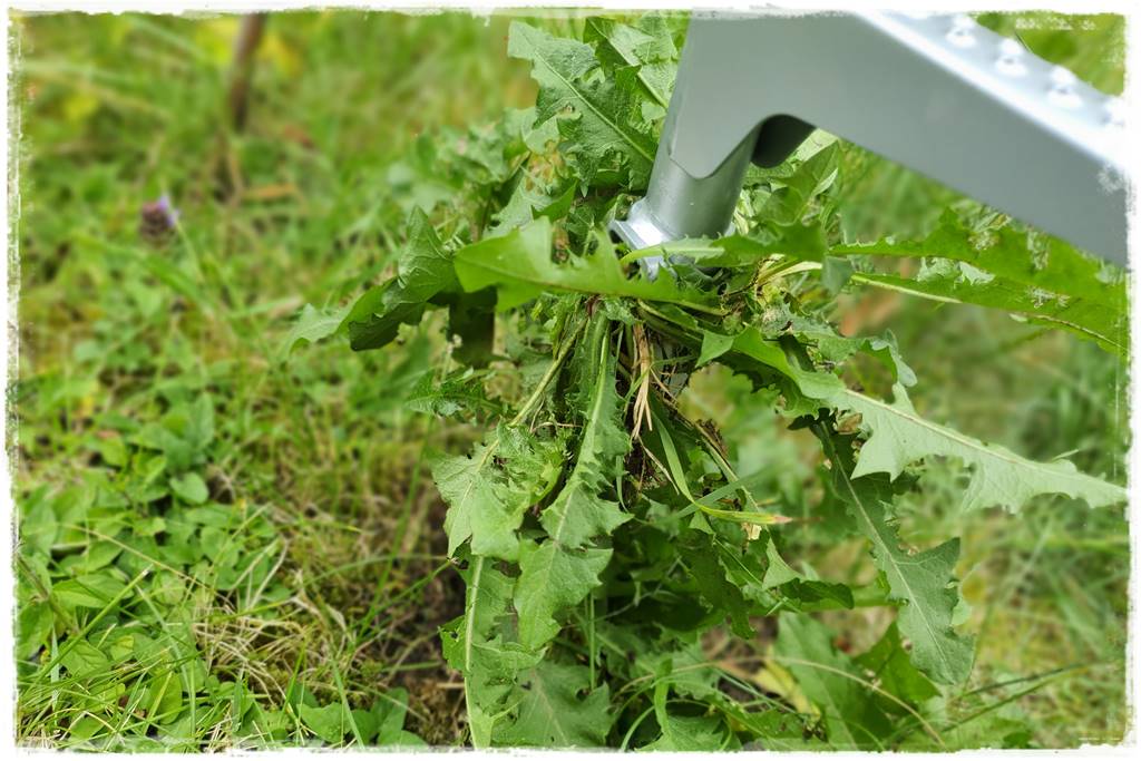 Jak pozbyć się mleczy z trawnika 44a