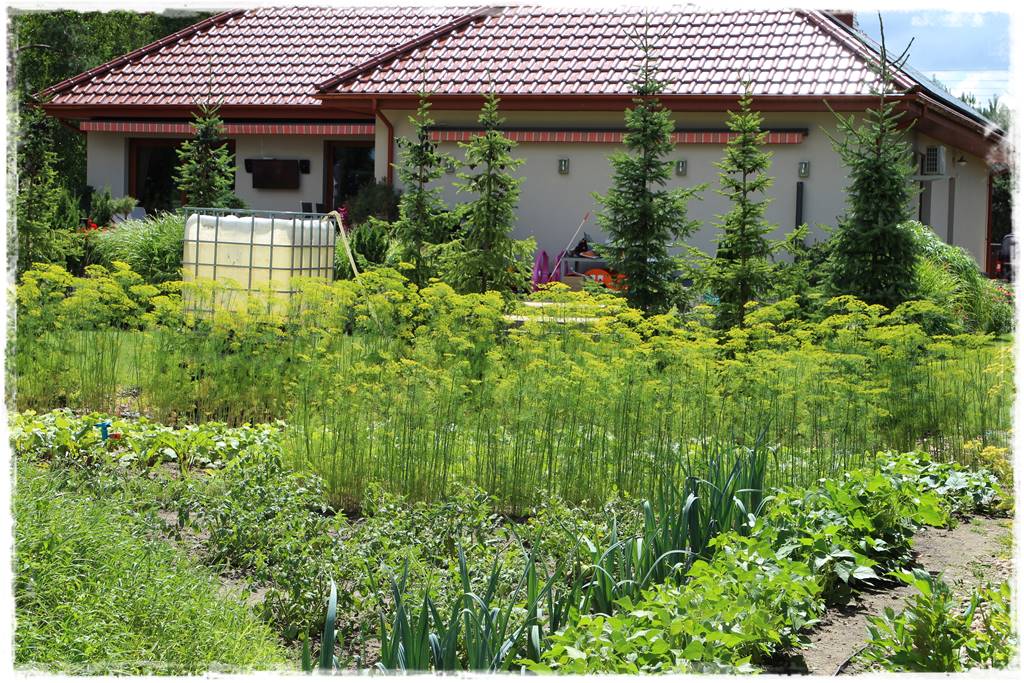 Jak zapobiec suszy 26 Jak zapobiec suszy 26