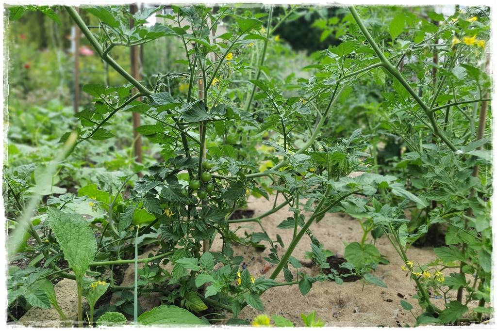 Jak zapobiec suszy 27 Jak zapobiec suszy 27