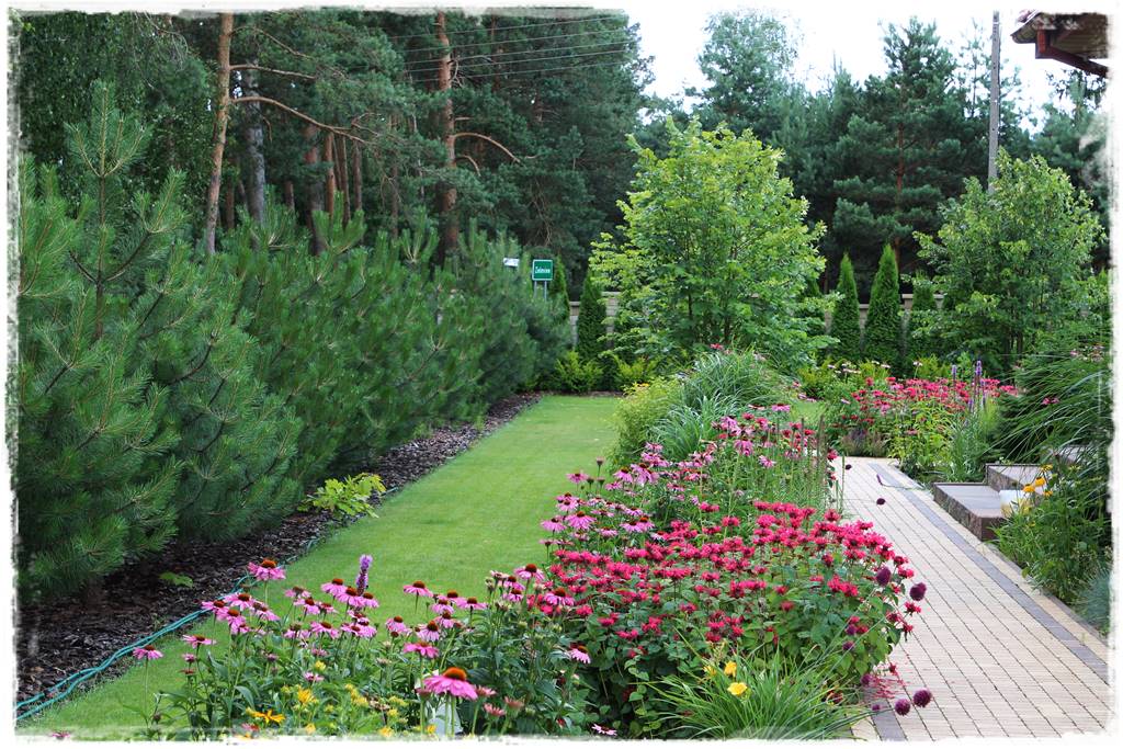 Jak zapobiec suszy 36 Jak zapobiec suszy 36