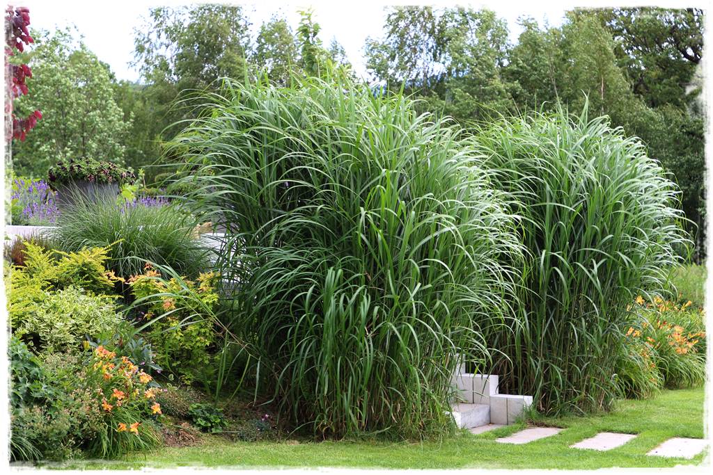 Ogród w Karkonoszach 14 Ogród w Karkonoszach 14