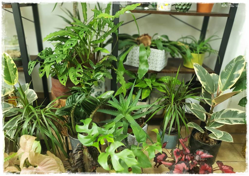 jak latem dbać o rośliny domowe 1 jak latem dbać o rośliny domowe 1