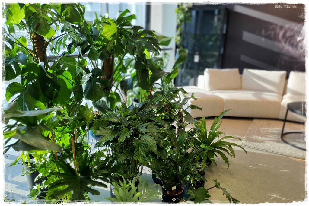 jak latem dbać o rośliny domowe 10 jak latem dbać o rośliny domowe 10