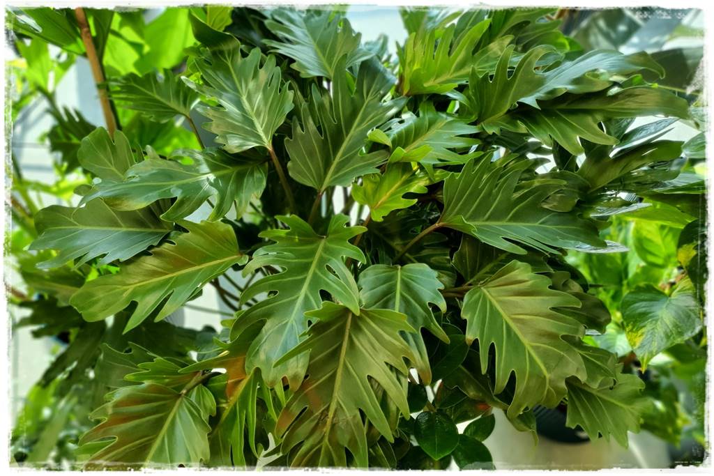 jak latem dbać o rośliny domowe 11 jak latem dbać o rośliny domowe 11