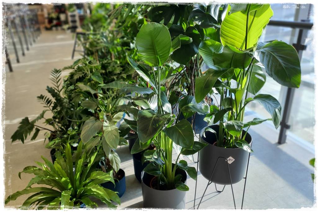 jak latem dbać o rośliny domowe 12 jak latem dbać o rośliny domowe 12