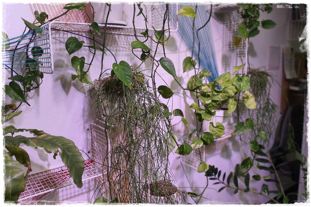 jak latem dbać o rośliny domowe 16 jak latem dbać o rośliny domowe 16