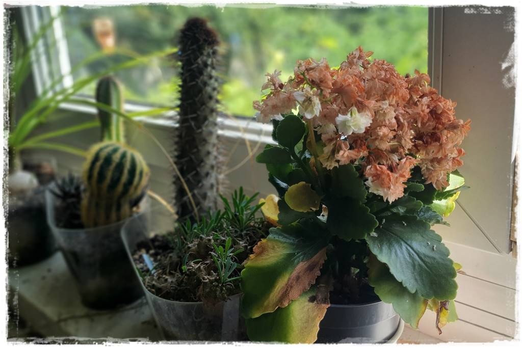 jak latem dbać o rośliny domowe 17 jak latem dbać o rośliny domowe 17